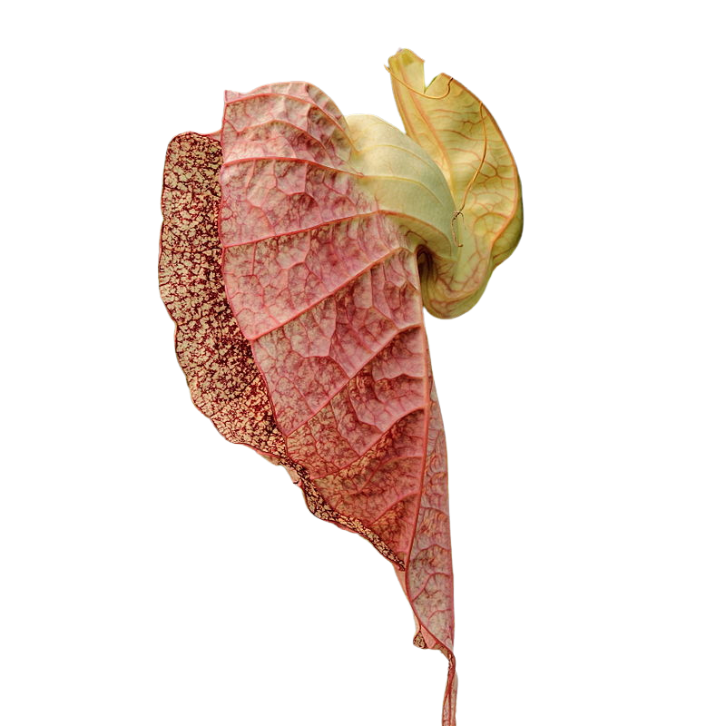 Organic Duck Flower - Wildcrafted - Dr.Sebi Approved